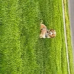 Plant, Green, Leaf, Dog, Textile, People In Nature, Grass, Tree, Carnivore, Groundcover, Shrub, Grassland, Lawn, Landscape, Hedge, Field, Leisure, Recreation, Agriculture