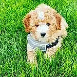 Dog, Carnivore, Dog breed, Water Dog, Companion dog, Grass, Toy Dog, Lawn, Terrier, Toy, Plant, Labradoodle, Fashion Accessory, Canidae, People In Nature, Yorkipoo, Dog Collar, Groundcover, Maltepoo