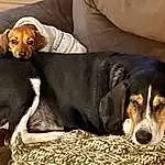 Dog, Dog breed, Carnivore, Comfort, Companion dog, Couch, Working Animal, Snout, Terrestrial Animal, Scent Hound, Beaglier, Furry friends, Dog Supply, Hound, Canidae, Pet Supply, Working Dog, Hunting Dog