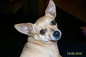 Name Chihuahua Dog Honey