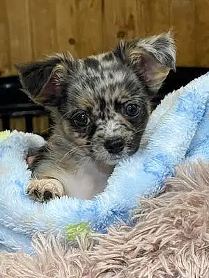Name Chihuahua Dog Neo