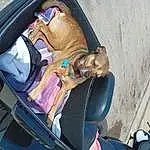 Dog, Vehicle, Car, Tire, Blue, Wheel, Carnivore, Vroom Vroom, Mode Of Transport, Fawn, Vehicle Door, Automotive Exterior, Seat Belt, Car Seat, Auto Part, Trunk, Leash, Car Seat Cover, Working Animal, Dog breed