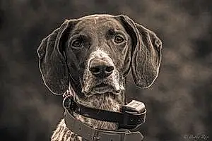 Name German shorthaired pointer Dog Heidi