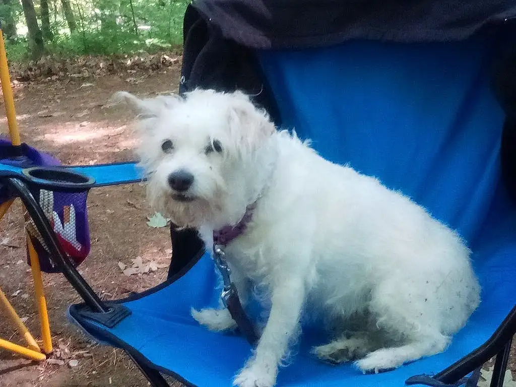 Dog, Carnivore, Dog breed, Tree, Chair, Plant, Companion dog, Outdoor Furniture, Dog Supply, Small Terrier, Electric Blue, Fashion Accessory, Terrier, Folding Chair, Toy Dog, Tail, Canidae, Labradoodle, Recreation
