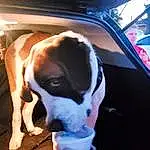 Dog, Dog breed, Carnivore, Fawn, Companion dog, Whiskers, Vehicle Door, Boxer, Working Animal, Hood, Paw, Windshield, Canidae, Automotive Exterior, Window, Working Dog, Auto Part, Vroom Vroom