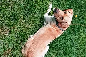 Name Labrador Retriever Dog Pete