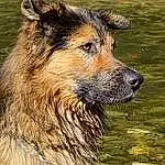 Dog, Water, Carnivore, Dog breed, Terrestrial Animal, Snout, Companion dog, Terrier, Small Terrier, Whiskers, Plant, Furry friends, Working Animal, Canidae, Working Dog, Grass, Art