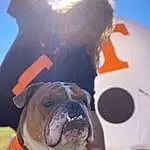 Dog, White, Bulldog, Dog breed, Orange, Plant, Carnivore, Fawn, Sky, Companion dog, Happy, Fun, Snout, Lens Flare, Grass, Wrinkle, Leisure, People In Nature, Recreation