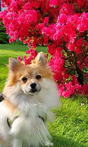Name Pomeranian Dog Moxie