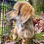 Plant, Dog, Fence, Dog breed, Carnivore, Companion dog, Fawn, Whiskers, Grass, Liver, Retriever, Terrestrial Animal, Furry friends, Canidae, Leash, Mesh, Street dog, Animal Shelter, Spaniel