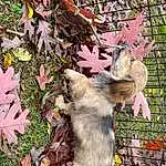 Plant, Branch, Virginia Opossum, Felidae, Common Opossum, Rodent, Fawn, Grass, Macaque, Tree, Twig, Groundcover, Tail, Mustelidae, Squirrel, Terrestrial Animal, Fox Squirrel, Marsupial, Opossum, Fence
