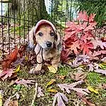 Plant, Dog, Carnivore, Dog breed, Leaf, Tree, Fence, Grass, Fawn, Companion dog, Groundcover, Snout, Wood, Working Animal, Canidae, Pet Supply, Soil, Garden, Deciduous