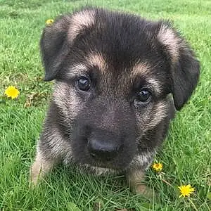 Name German Shepherd Dog Percy