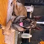 Dog, Dog breed, Plant, Carnivore, Fawn, Collar, Working Animal, Liver, Companion dog, Furry friends, Biting, Canidae, Giant Dog Breed, Non-sporting Group