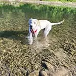 Water, Dog, Plant, Dog breed, Working Animal, Collar, Carnivore, Lake, Body Of Water, Tree, Fawn, Companion dog, Liquid, Dog Collar, Tail, Snout, Pet Supply, Canidae, Sand, Soil