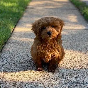 Name Goldendoodle Dog Sweetie