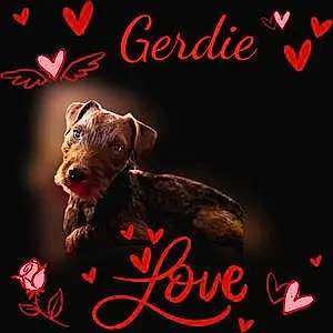 Patterdale Terrier Dog Gerdie
