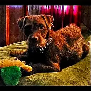 Patterdale Terrier Dog Ollie