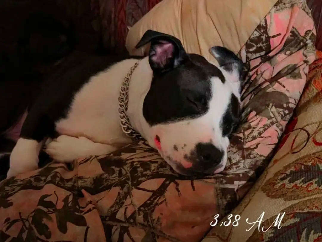 Dog, Dog breed, Carnivore, Pink, Companion dog, Fawn, Comfort, Snout, Font, Pet Supply, Photo Caption, Canidae, Boston Terrier, Event, Carmine, Dog Supply, Happy, Toy Dog, Darkness
