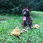 Dog, Plant, Dog breed, Carnivore, Grass, Fawn, Liver, Groundcover, Snout, Tree, Lawn, Companion dog, Canidae, Terrestrial Animal, Shrub, Tail, Working Animal, Herding Dog, Working Dog