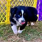 Dog, Dog breed, Carnivore, Companion dog, Herding Dog, Fence, Snout, Mesh, Grass, Working Animal, Canidae, Terrestrial Animal, Border Collie, Working Dog, Furry friends, Electric Blue, Puppy, Australian Shepherd, Whiskers