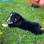 Dog, Grass, Carnivore, Companion dog, Dog breed, Groundcover, Terrestrial Animal, Tail, Borador, Plant, Grassland, Working Dog