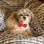 Dog, Carnivore, Dog breed, Comfort, Dog Supply, Companion dog, Fawn, Toy Dog, Snout, Water Dog, Working Animal, Liver, Furry friends, Terrier, Basket, Canidae, Terrestrial Animal, Dog Bed, Poodle Crossbreed