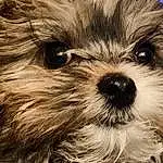 Dog, Dog breed, Carnivore, Working Animal, Companion dog, Toy Dog, Shih Tzu, Liver, Snout, Whiskers, Terrestrial Animal, Close-up, Terrier, Canidae, Furry friends, Small Terrier, Shih-poo, Maltepoo, Plant