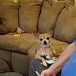 Dog, Furniture, Comfort, Dog Supply, Carnivore, Dog breed, Working Animal, Couch, Fawn, Companion dog, Snout, Toy Dog, Chair, Chihuahua, Whiskers, Canidae, Furry friends, Terrestrial Animal, Pet Supply