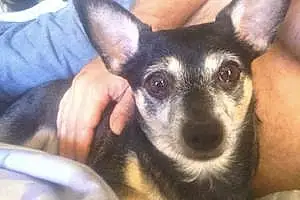 Name Chihuahua Dog Mini