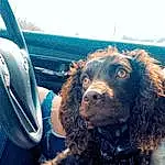 Dog, Carnivore, Dog breed, Car Seat Cover, Steering Wheel, Companion dog, Car, Spaniel, Working Animal, Vroom Vroom, Car Seat, Vehicle, Vehicle Door, Personal Luxury Car, Dog Collar, Furry friends, Family Car, Automotive Exterior, Poodle