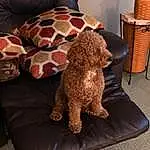 Brown, Dog, Water Dog, Carnivore, Liver, Dog breed, Wood, Companion dog, Fawn, Toy Dog, Poodle, Spaniel, Pet Supply, Couch, Working Animal, Comfort, Dog Supply