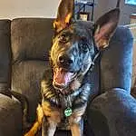 Dog, Carnivore, Ear, Dog breed, German Shepherd Dog, Fawn, Window, Companion dog, Couch, Whiskers, Snout, Collar, Comfort, Dog Collar, East-european Shepherd, Working Animal, Herding Dog, Guard Dog, Picture Frame, Working Dog