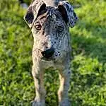Dog, Plant, Carnivore, Dog breed, Working Animal, Grass, Whiskers, Fawn, Companion dog, Snout, Grassland, Dog Collar, Terrestrial Animal, Pointing Breed, Street dog, Guard Dog, Australian Cattle Dog, Recreation, Working Dog