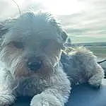Cloud, Dog, Sky, Carnivore, Dog breed, Companion dog, Toy Dog, Small Terrier, Terrier, Meteorological Phenomenon, Shih-poo, Working Animal, Windshield, Canidae, Furry friends, Whiskers, Ocean, Maltepoo, Non-sporting Group