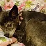 Dog, Dog breed, Carnivore, Comfort, Felidae, Companion dog, Fawn, Whiskers, Ear, Working Animal, Toy Dog, Snout, Terrestrial Animal, Canidae, Corgi-chihuahua, Non-sporting Group, Puppy, Small To Medium-sized Cats, Nap