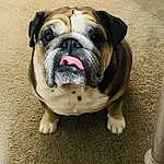 Dog, Bulldog, Carnivore, Dog breed, Fawn, Companion dog, Wrinkle, Snout, Grass, Symmetry, Terrestrial Animal, Canidae, Non-sporting Group, Working Dog, Whiskers, Puppy, Ancient Dog Breeds