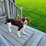 Dog, Dog breed, Carnivore, Wood, Grass, Fawn, Companion dog, Leisure, Plant, Tail, Pet Supply, Hardwood, House, Sunglasses, Building, Tree, Canidae