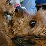 Dog, Liver, Carnivore, Dog breed, Fawn, Companion dog, Toy Dog, Whiskers, Felidae, Working Animal, Snout, Yorkshire Terrier, Terrier, Furry friends, Small Terrier, Small To Medium-sized Cats, Yorkipoo, Australian Terrier, Biewer Terrier