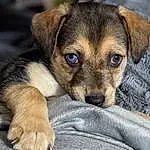Head, Dog, Eyes, Dog breed, Carnivore, Whiskers, Ear, Fawn, Companion dog, Felidae, Small To Medium-sized Cats, Snout, Terrestrial Animal, Paw, Tail, Canidae, Furry friends, Street dog, Comfort