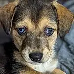 Head, Dog, Eyes, Dog breed, Carnivore, Ear, Whiskers, Fawn, Companion dog, Snout, Close-up, Furry friends, Street dog, Canidae, Paw, Working Dog, Puppy, Ancient Dog Breeds