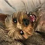 Dog, Carnivore, Dog breed, Whiskers, Companion dog, Fawn, Toy Dog, Working Animal, Snout, Terrier, Small Terrier, Yorkshire Terrier, Liver, Australian Terrier, Dog Supply, Canidae, Furry friends, Sunglasses, Terrestrial Animal