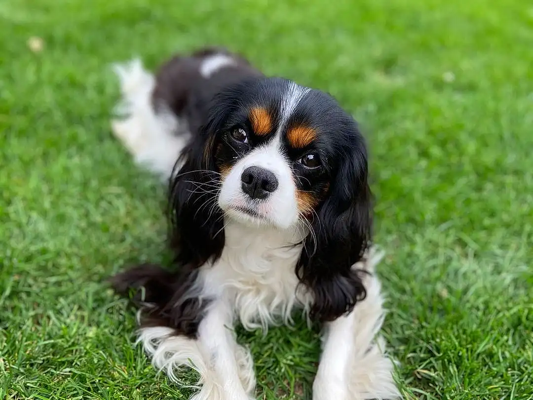 Dog, Dog breed, Carnivore, Plant, Companion dog, Fawn, Grass, Snout, Toy Dog, Spaniel, Cavalier King Charles Spaniel, King Charles Spaniel, Liver, Working Animal, Terrestrial Animal, Furry friends, Canidae, Working Dog, Puppy