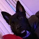 Dog, Dog breed, Carnivore, Purple, Fawn, Companion dog, Ear, Snout, Whiskers, Electric Blue, Furry friends, Comfort, Magenta, Working Animal, Carmine, Non-sporting Group, Working Dog, Canidae, Black Norwegian Elkhound