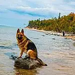 Water, Sky, Cloud, Dog, Plant, Dog breed, Carnivore, Tree, Body Of Water, Beach, Watercourse, Fawn, Old German Shepherd Dog, Herding Dog, German Shepherd Dog, Lake, Recreation, Landscape, Dog Hiking
