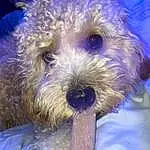 Dog, Carnivore, Dog breed, Companion dog, Water Dog, Toy Dog, Snout, Electric Blue, Terrier, Furry friends, Small Terrier, Flower, Event, Lakeland Terrier, Canidae, Poodle, Working Animal, Puppy, Non-sporting Group
