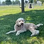 Dog, Plant, Green, Dog breed, Tree, Sky, Carnivore, Grass, Companion dog, Chair, Poodle, Water Dog, Alpaca, Tail, Standard Poodle, Canidae, Sheep, Terrier, Furry friends