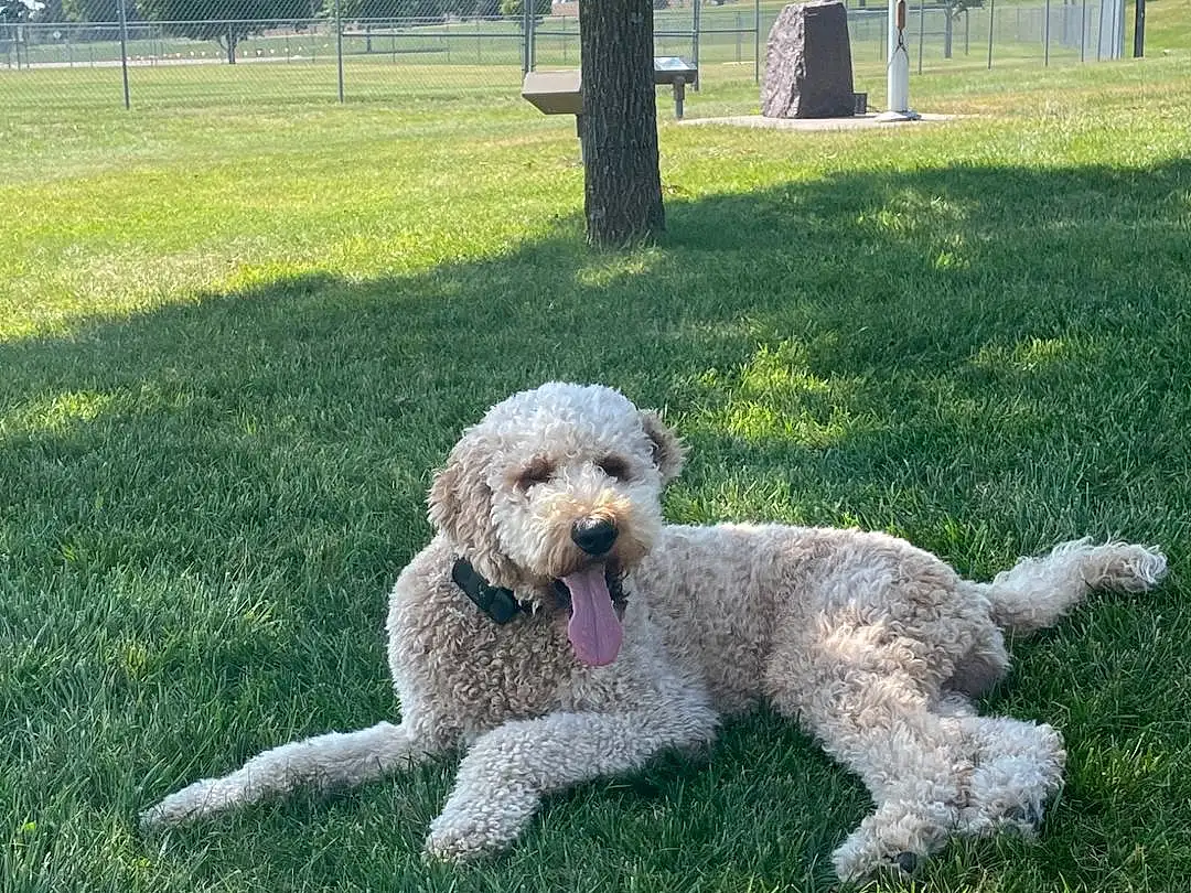 Dog, Plant, Green, Dog breed, Tree, Sky, Carnivore, Grass, Companion dog, Chair, Poodle, Water Dog, Alpaca, Tail, Standard Poodle, Canidae, Sheep, Terrier, Furry friends