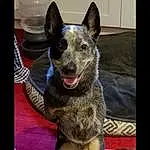 Dog, Carnivore, Dog breed, Australian Cattle Dog, Snout, Whiskers, Herding Dog, Working Animal, Rectangle, Canis, Working Dog, Companion dog, Paw, Furry friends, Cabinetry, Terrestrial Animal, Guard Dog, Non-sporting Group