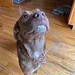 Brown, Dog, Liver, Carnivore, Wood, Dog breed, Fawn, Whiskers, Hardwood, Felidae, Wood Stain, Snout, Plant, Working Animal, Wood Flooring, Varnish, Furry friends, Borador